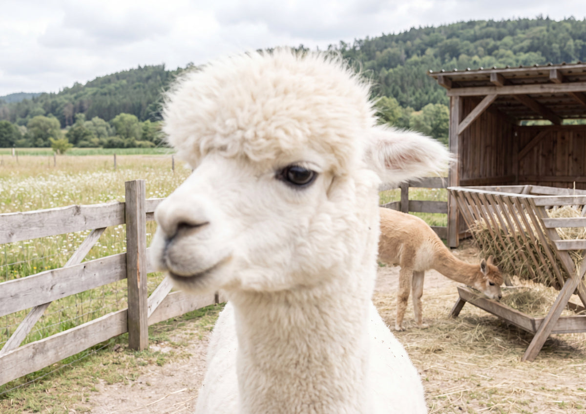 Alpaca Portrait with Fluffy Fleece jigsaw puzzle