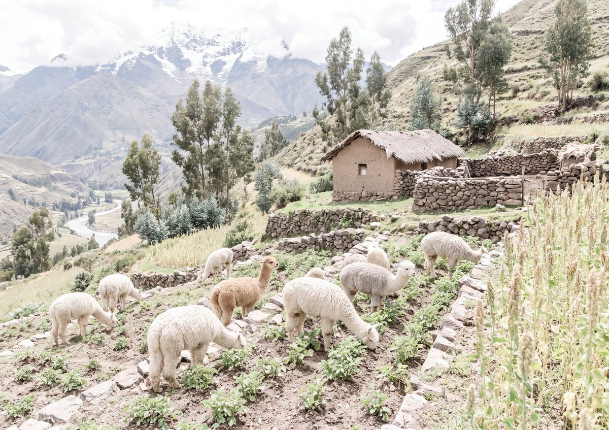 Alpacas at the Mountain Farm jigsaw puzzle