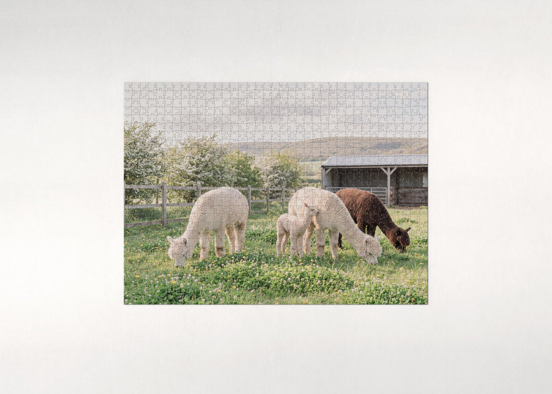 Alpacas in the Spring Meadow jigsaw puzzle - gift box