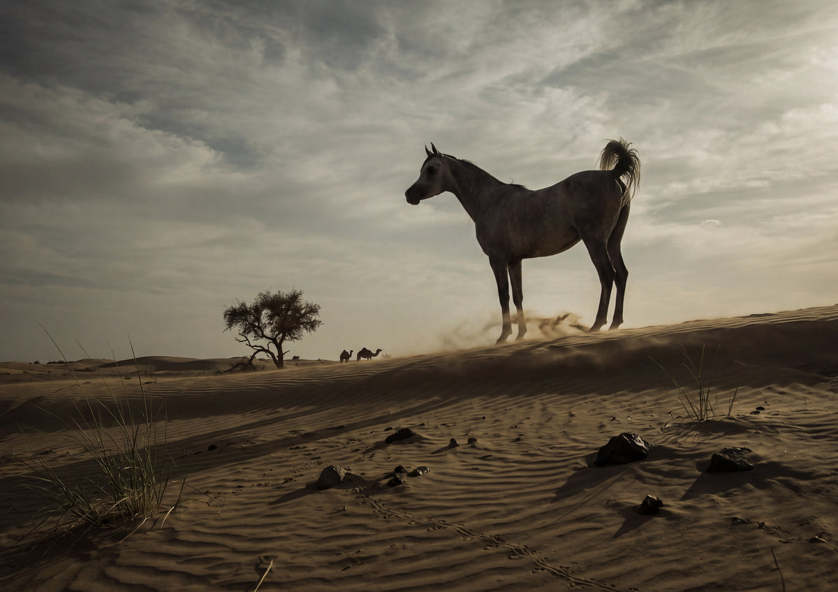 Arabian in the Desert Dunes jigsaw puzzle
