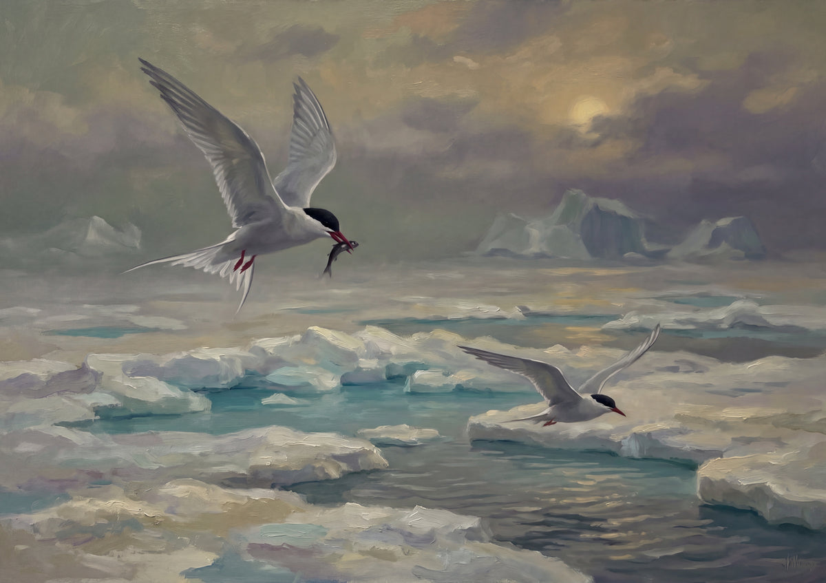 Arctic Tern Over the Ice jigsaw puzzle
