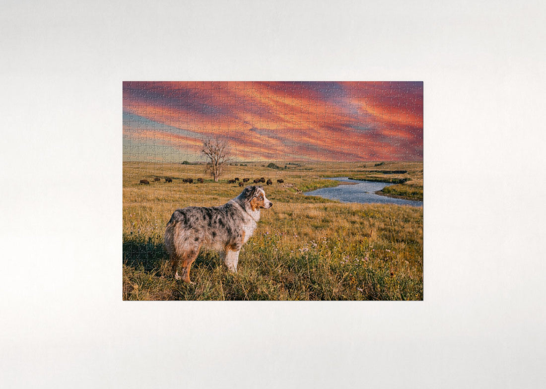 Australian Shepherd at the Prairie Sunset jigsaw puzzle - gift box