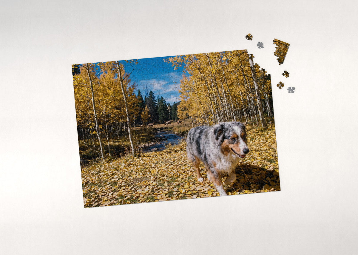 Australian Shepherd in the Aspen Grove jigsaw puzzle - puzzle with loose pieces