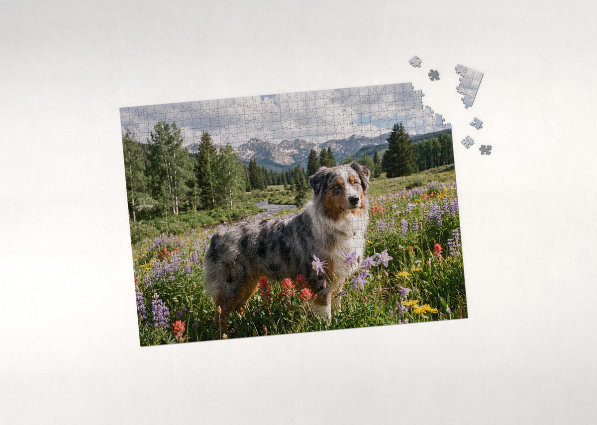 Australian Shepherd in the Mountain Wildflowers jigsaw puzzle - puzzle with loose pieces