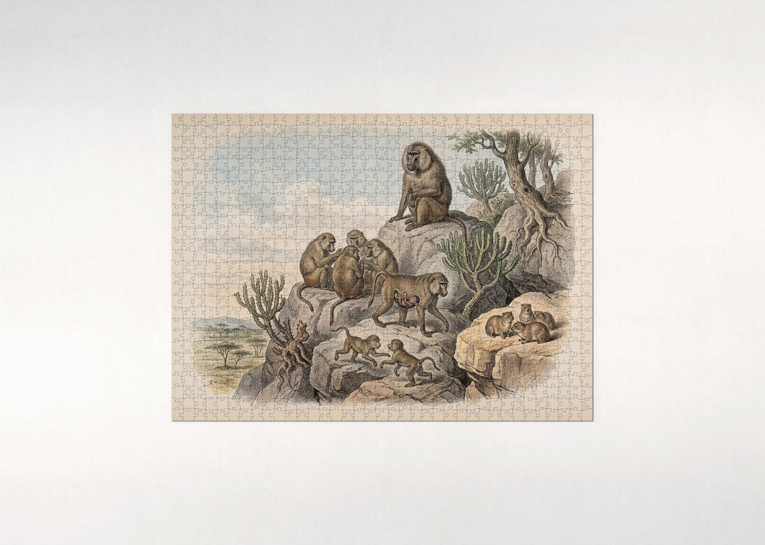 Baboon Troop on the Rocks jigsaw puzzle - gift box