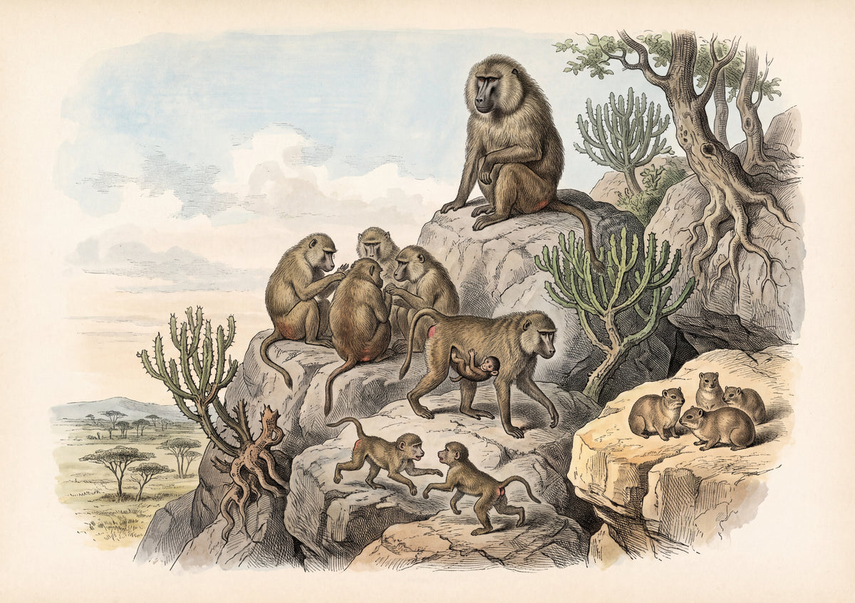 Baboon Troop on the Rocks jigsaw puzzle