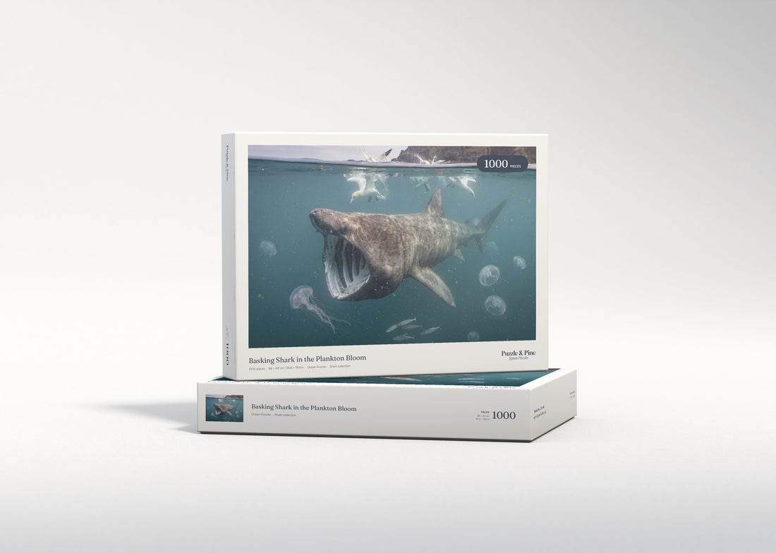 Basking Shark in the Plankton Bloom jigsaw puzzle - gift box