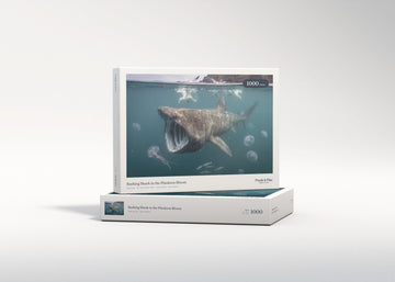 Basking Shark in the Plankton Bloom jigsaw puzzle - gift box