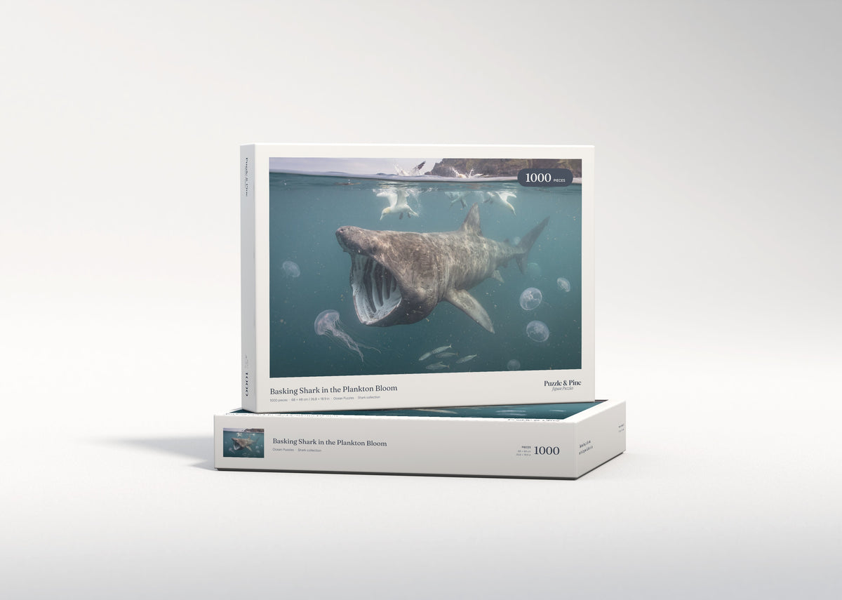 Basking Shark in the Plankton Bloom jigsaw puzzle - gift box