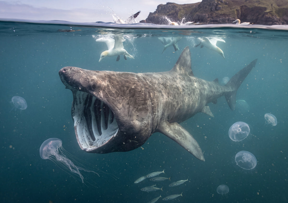 Basking Shark in the Plankton Bloom jigsaw puzzle
