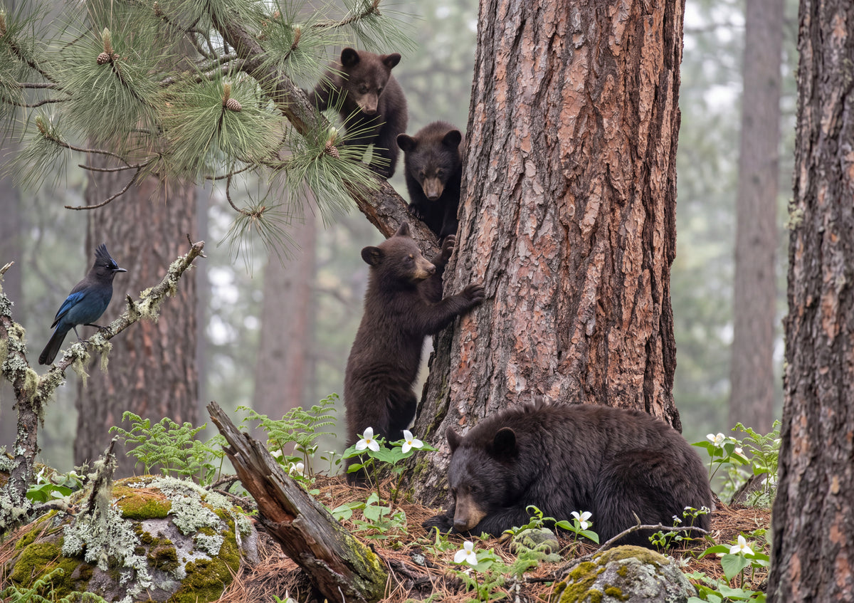 Bear Cubs Climbing the Pine jigsaw puzzle