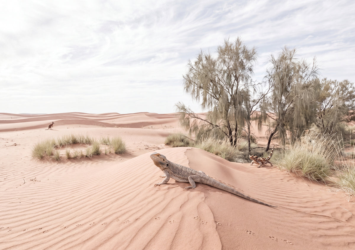 Bearded Dragon in the Outback Sand jigsaw puzzle