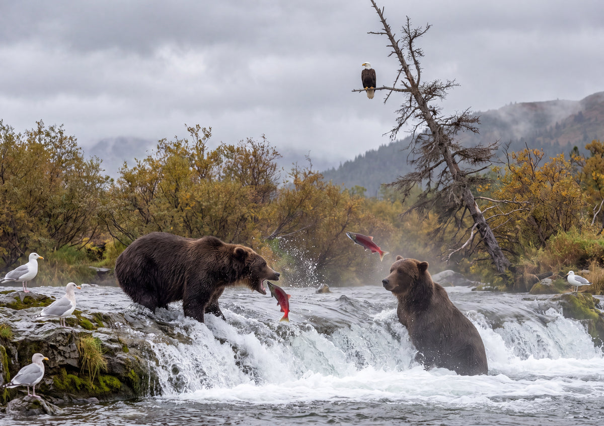 Bears Fishing at the Waterfall jigsaw puzzle