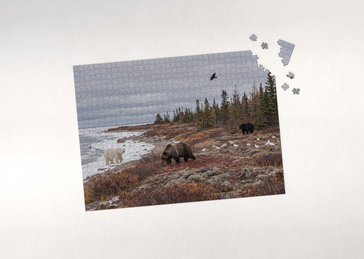 Bears of North America Collage jigsaw puzzle - puzzle with loose pieces