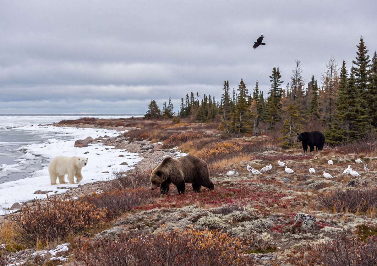Bears of North America Collage jigsaw puzzle