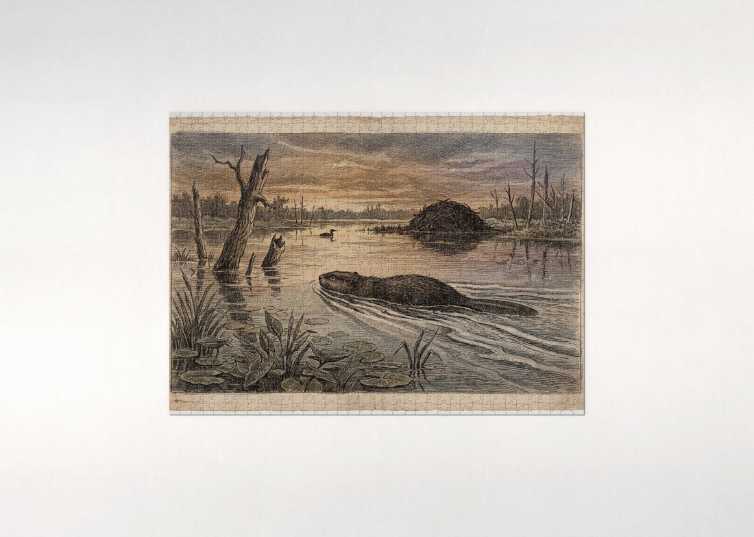 Beaver Swimming at Sunset jigsaw puzzle - gift box