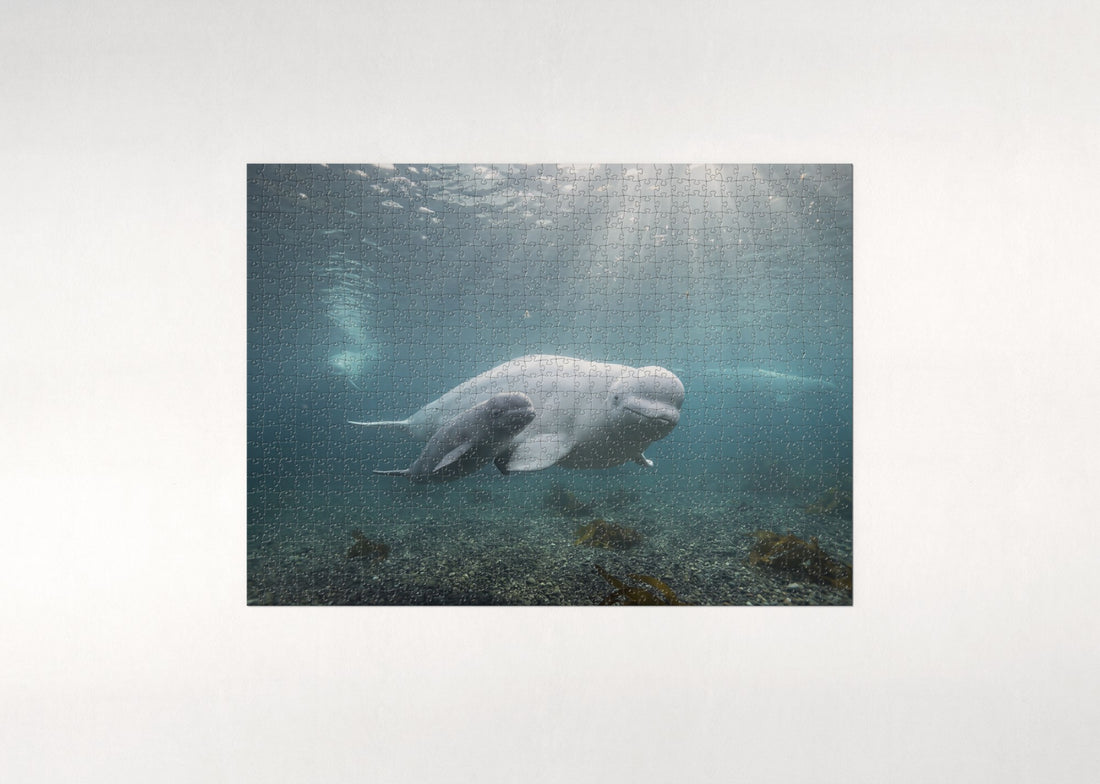 Beluga Mother and Calf jigsaw puzzle - gift box