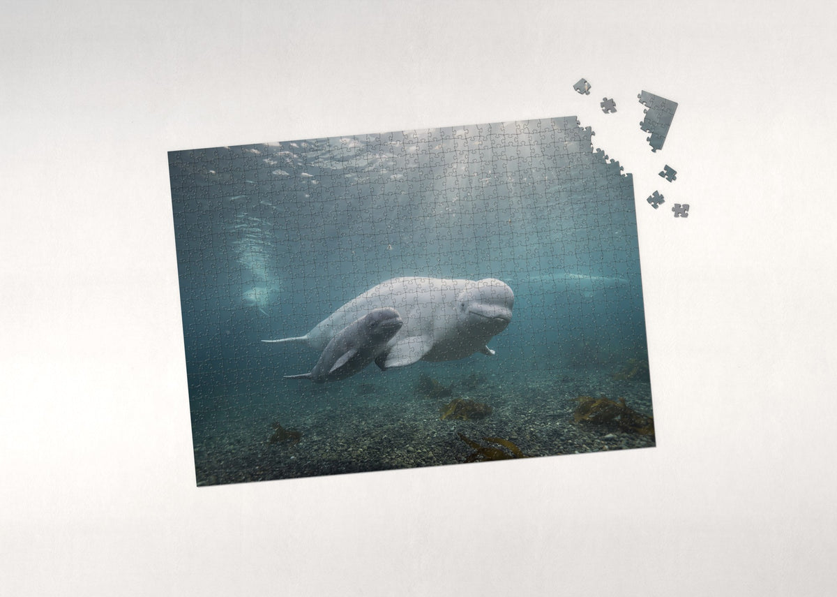 Beluga Mother and Calf jigsaw puzzle - puzzle with loose pieces