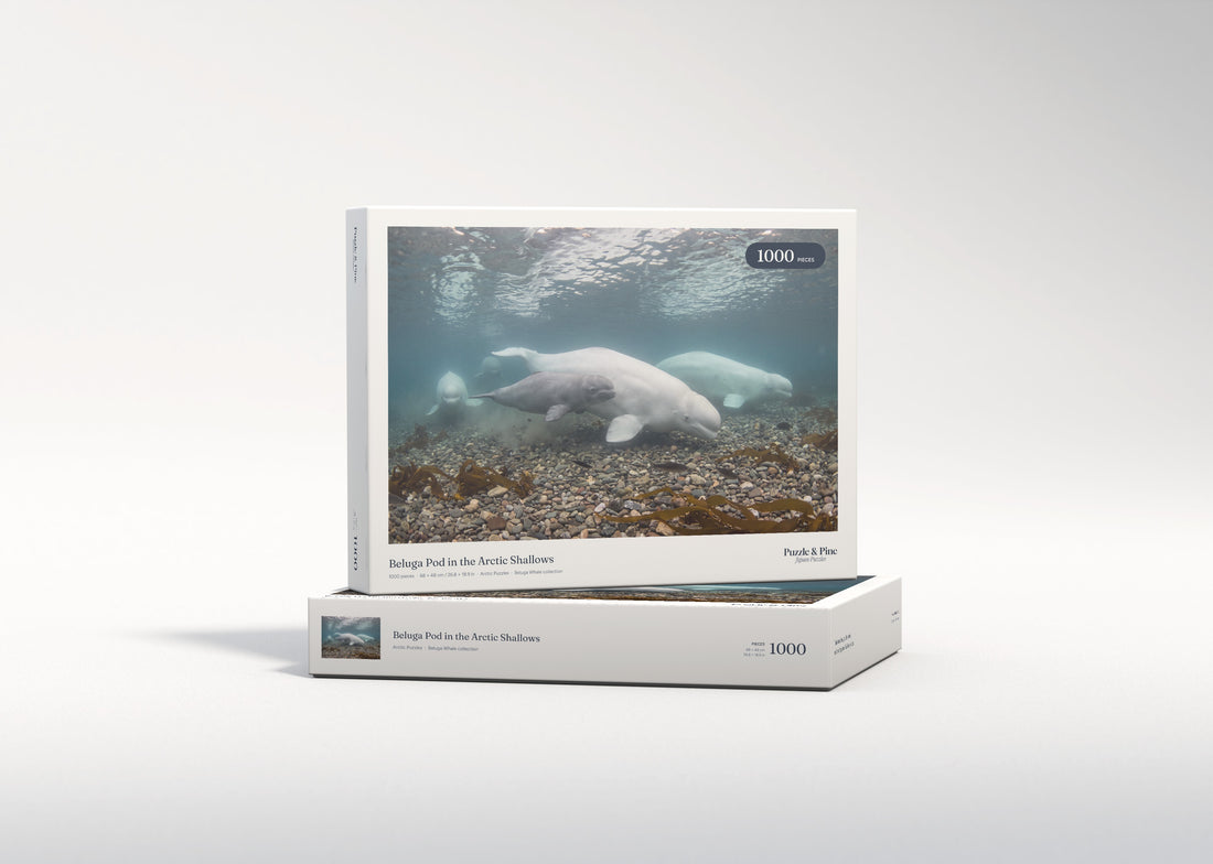 Beluga Pod in the Arctic Shallows jigsaw puzzle - gift box