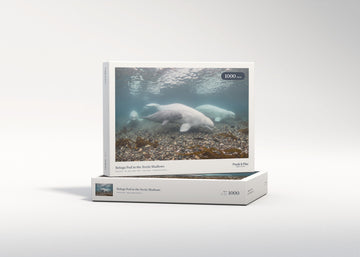 Beluga Pod in the Arctic Shallows jigsaw puzzle - gift box