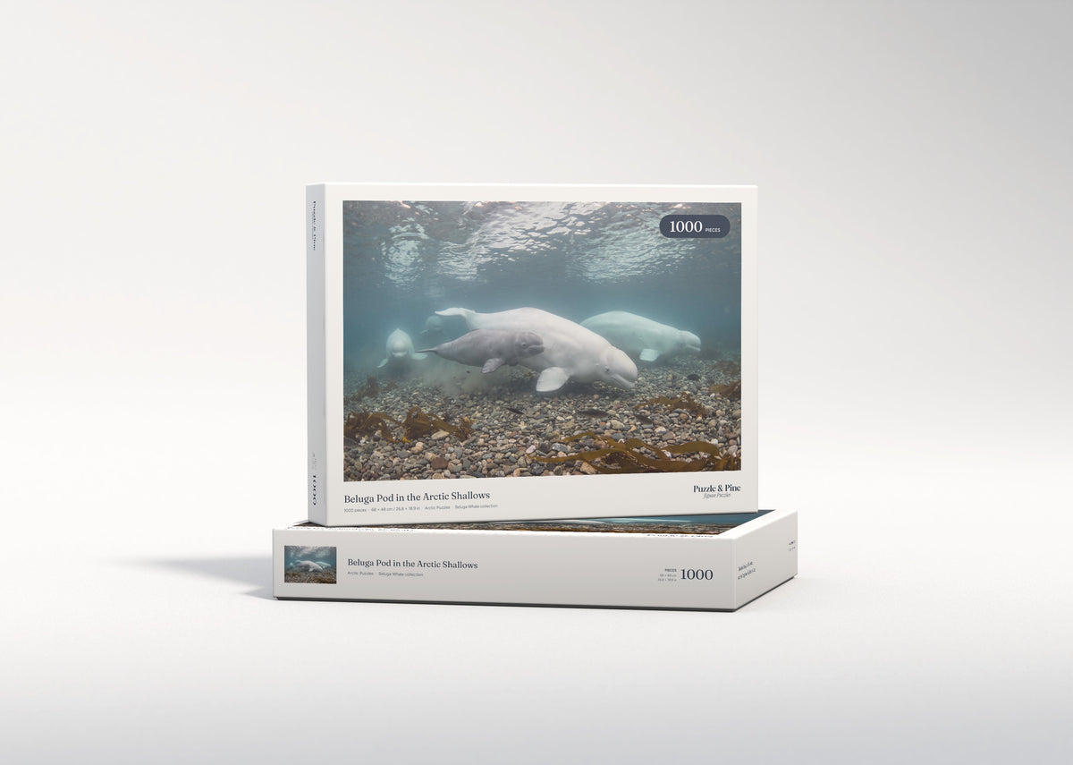 Beluga Pod in the Arctic Shallows jigsaw puzzle - gift box