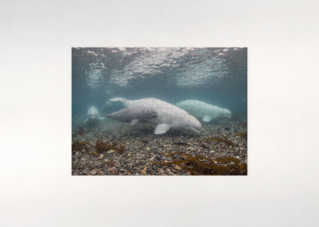 Beluga Pod in the Arctic Shallows jigsaw puzzle - gift box