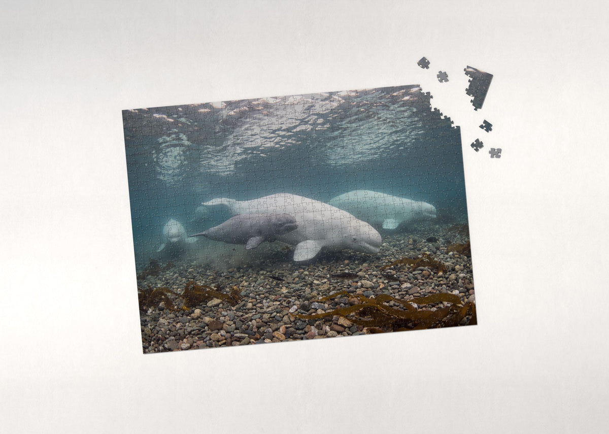 Beluga Pod in the Arctic Shallows jigsaw puzzle - puzzle with loose pieces