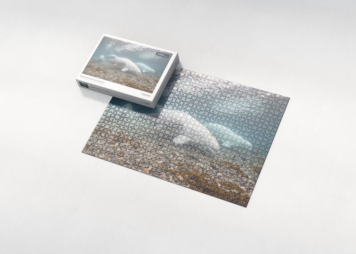 Beluga Pod in the Arctic Shallows jigsaw puzzle - box and puzzle