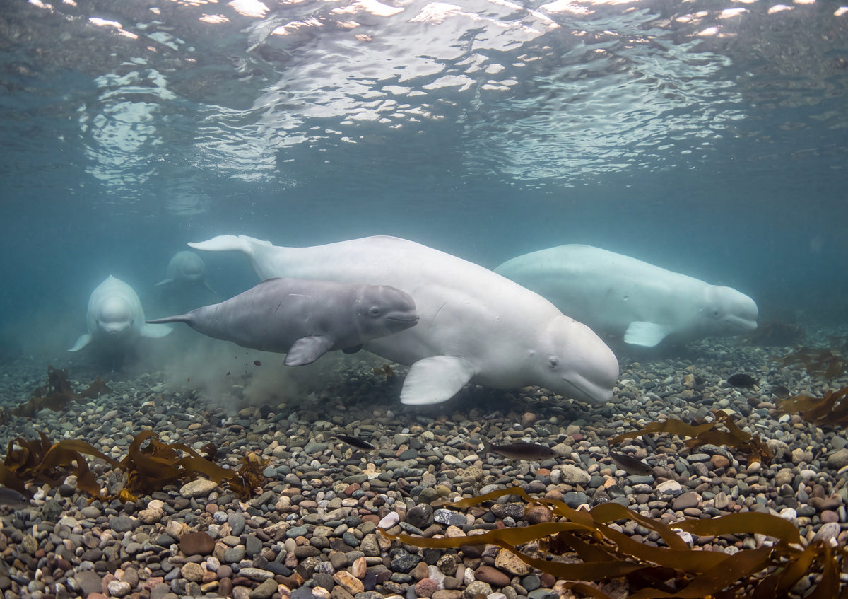 Beluga Pod in the Arctic Shallows jigsaw puzzle