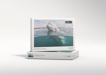Beluga Whale at the Surface jigsaw puzzle - gift box