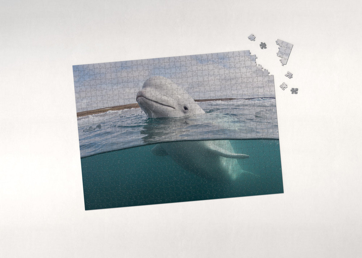 Beluga Whale at the Surface jigsaw puzzle - puzzle with loose pieces