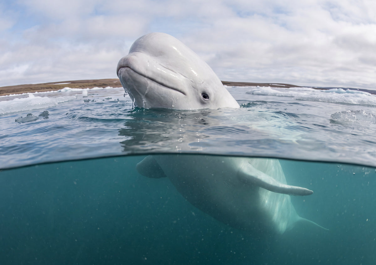 Beluga Whale at the Surface jigsaw puzzle