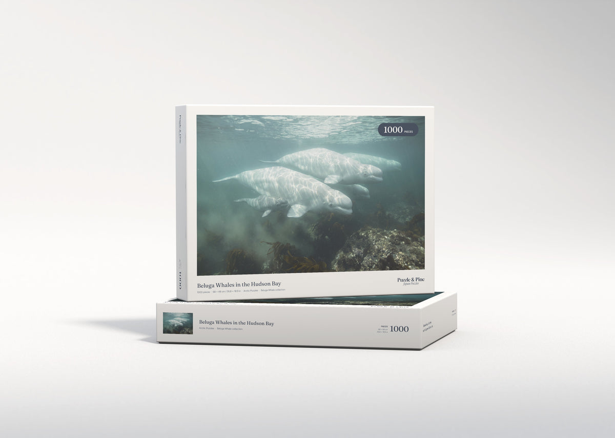 Beluga Whales in the Hudson Bay jigsaw puzzle - gift box