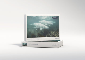 Beluga Whales in the Hudson Bay jigsaw puzzle - gift box