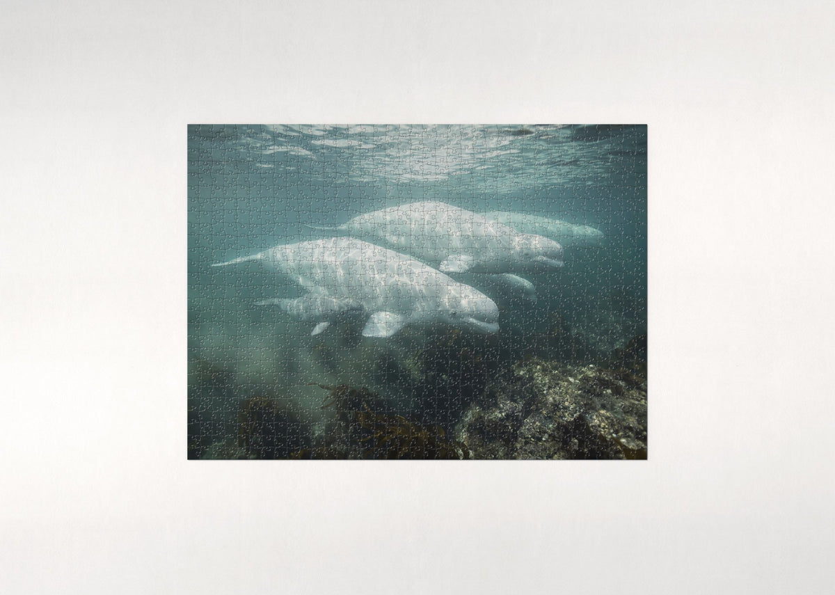Beluga Whales in the Hudson Bay jigsaw puzzle - flat puzzle