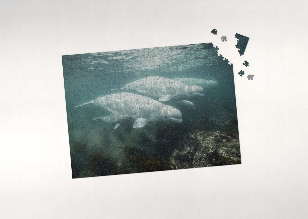 Beluga Whales in the Hudson Bay jigsaw puzzle - puzzle with loose pieces