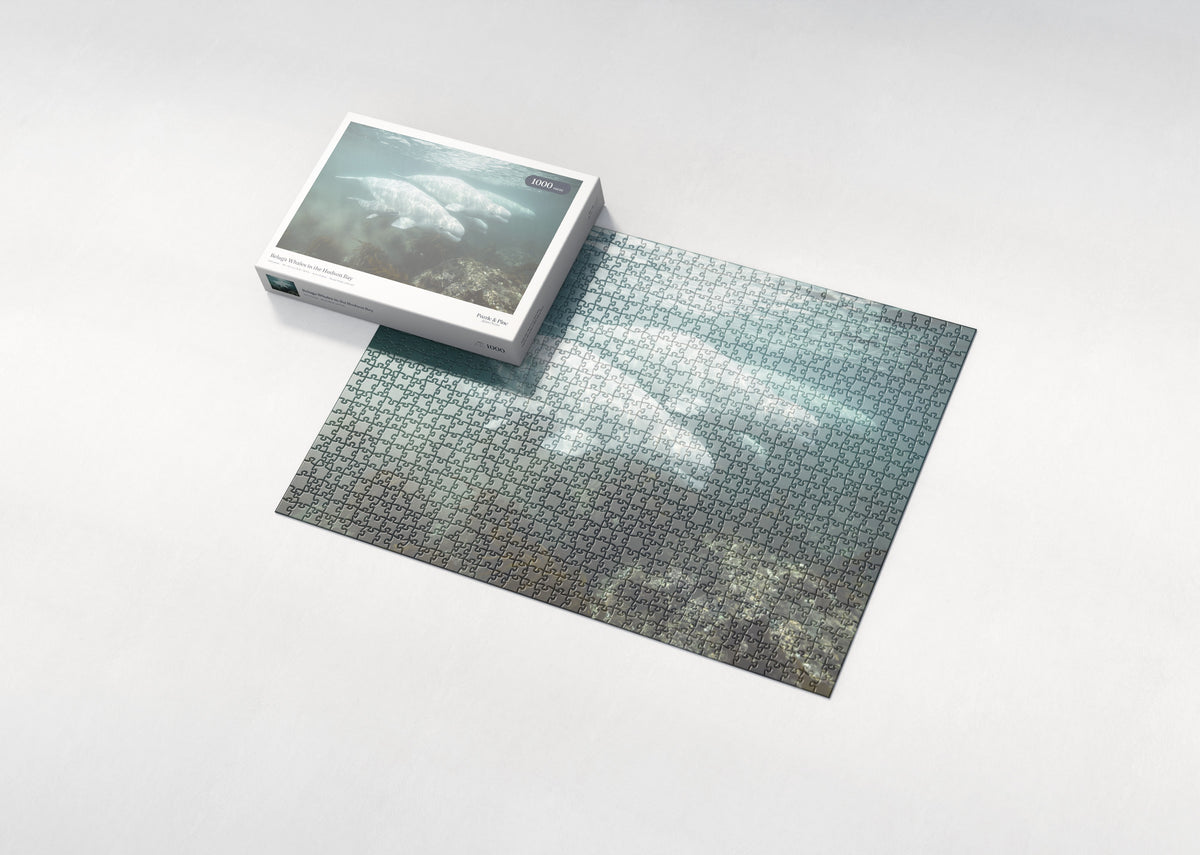 Beluga Whales in the Hudson Bay jigsaw puzzle - box and puzzle