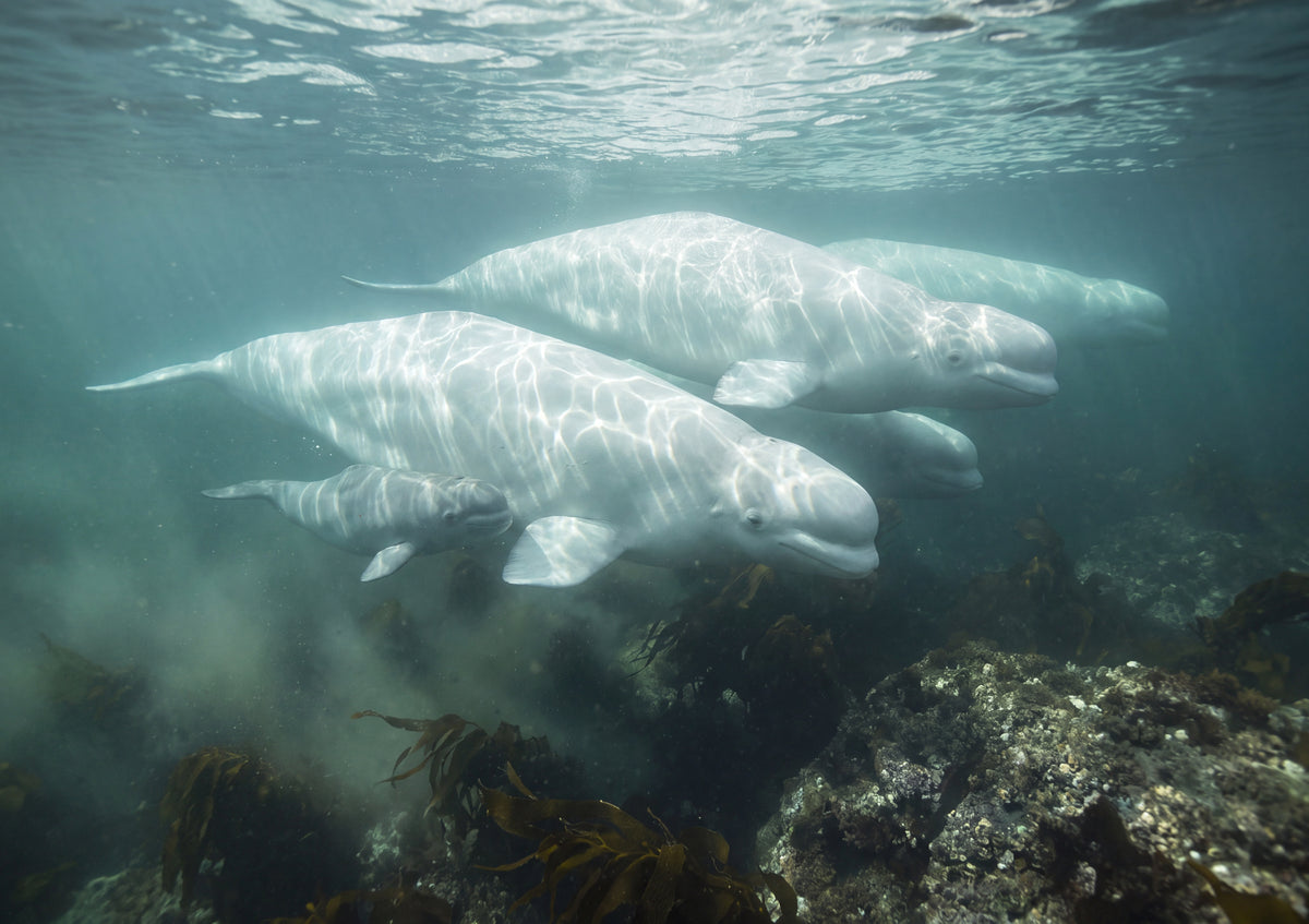Beluga Whales in the Hudson Bay jigsaw puzzle