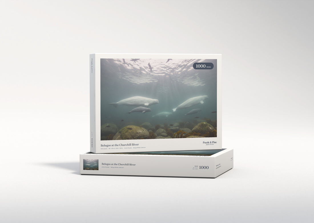 Belugas at the Churchill River jigsaw puzzle - gift box