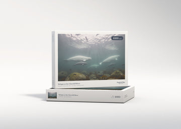 Belugas at the Churchill River jigsaw puzzle - gift box