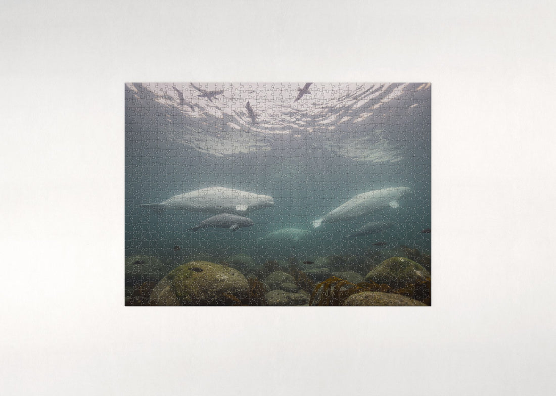 Belugas at the Churchill River jigsaw puzzle - gift box