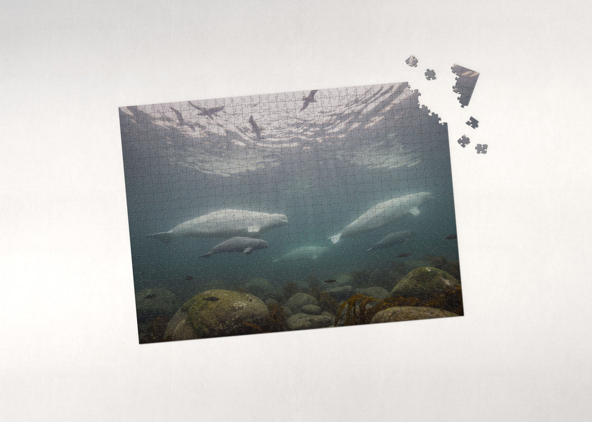 Belugas at the Churchill River jigsaw puzzle - puzzle with loose pieces