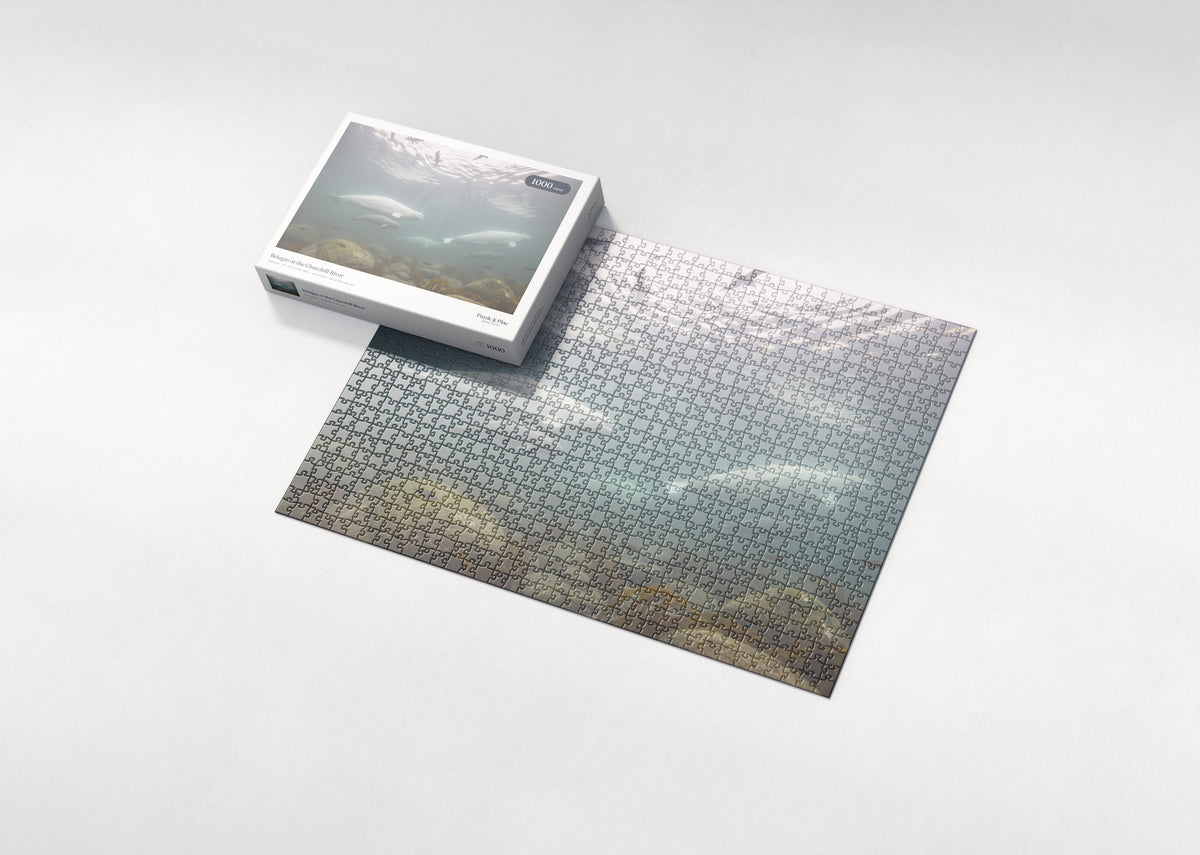 Belugas at the Churchill River jigsaw puzzle - box and puzzle