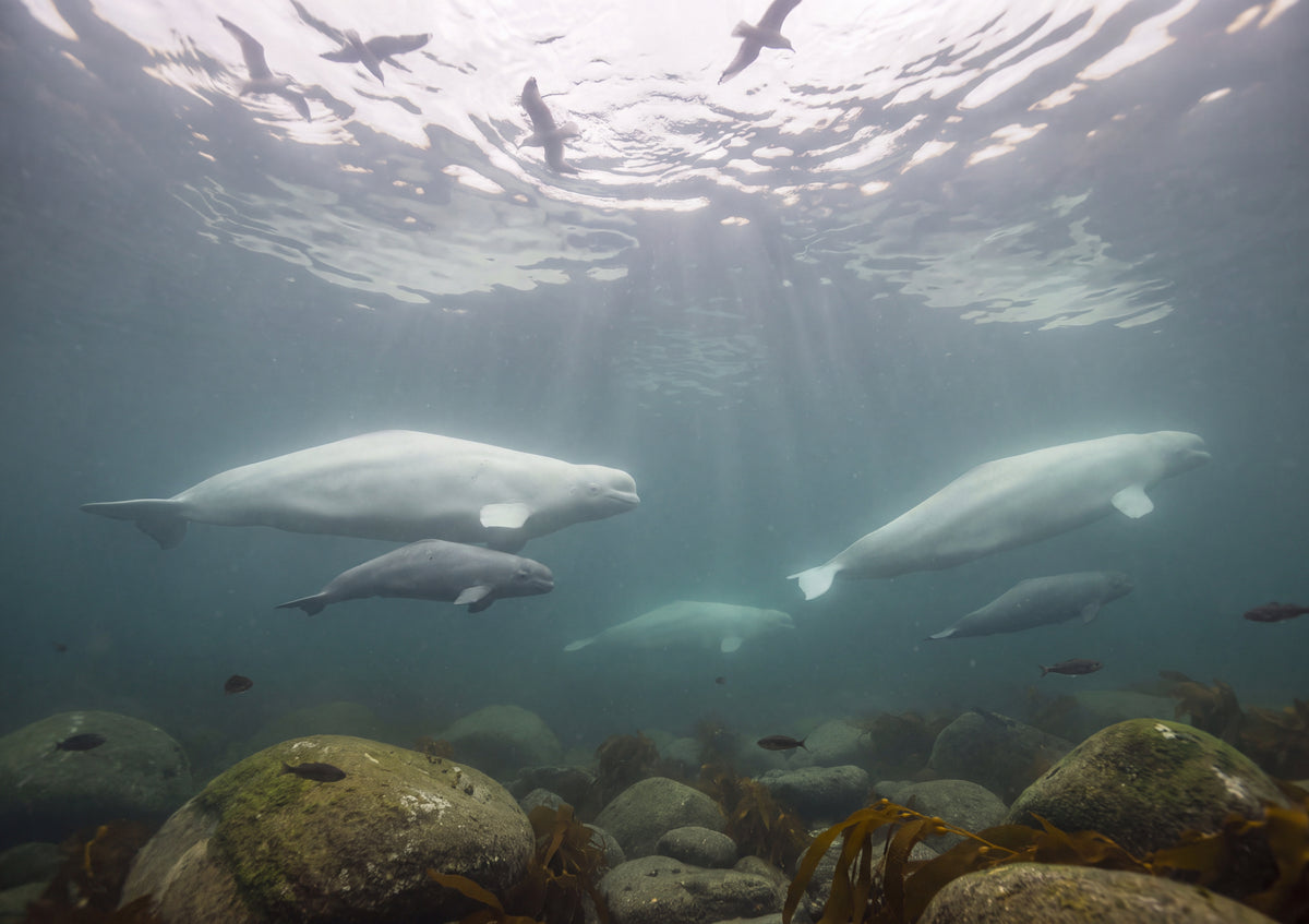 Belugas at the Churchill River jigsaw puzzle