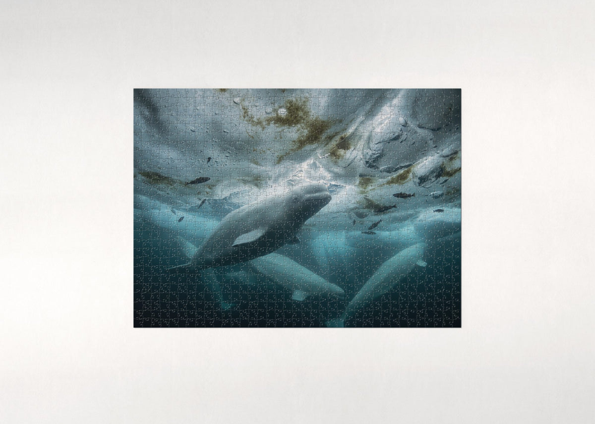 Belugas Under the Ice jigsaw puzzle - flat puzzle