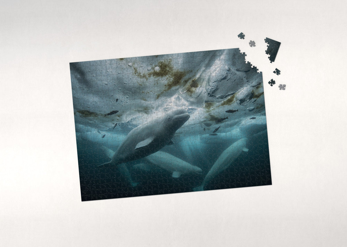 Belugas Under the Ice jigsaw puzzle - puzzle with loose pieces