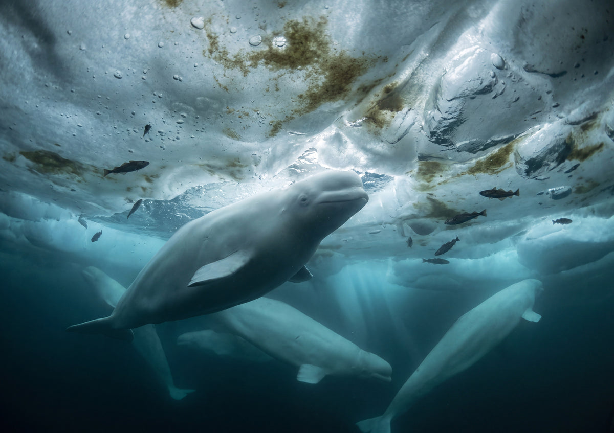 Belugas Under the Ice jigsaw puzzle