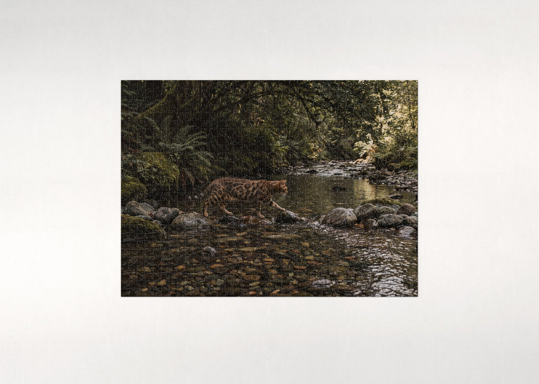 Bengal Cat By the Creek Stones jigsaw puzzle - gift box