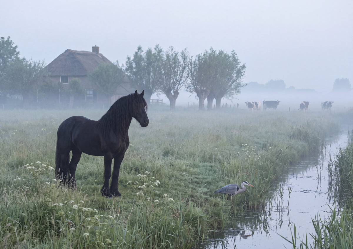 Black Friesian in the Misty Meadow jigsaw puzzle