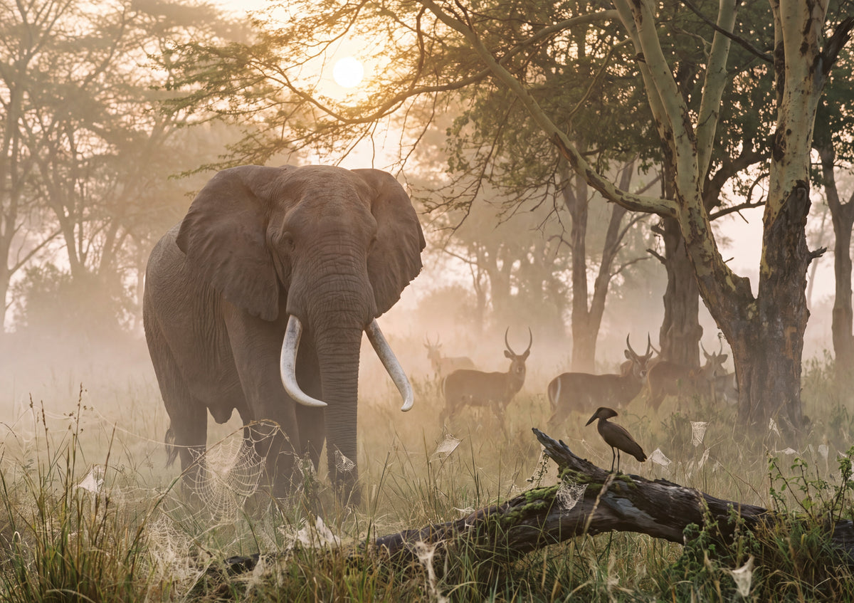 Bull Elephant in the Morning Mist jigsaw puzzle